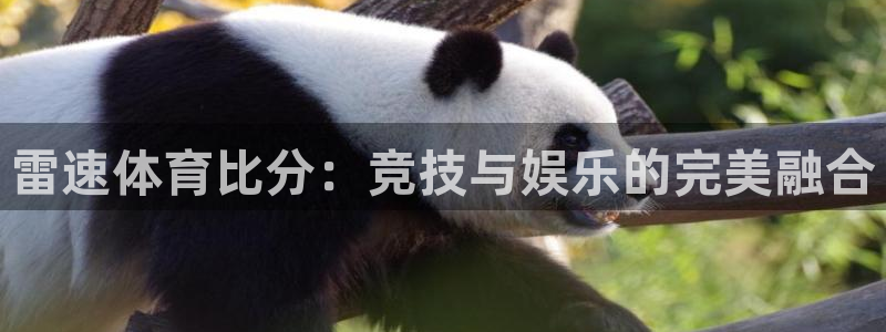 雷速体育比分：竞技与娱乐的完美融合