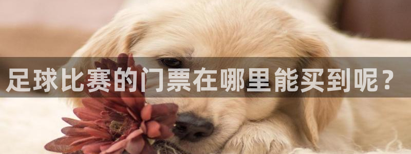 足球直播极速体育：足球比赛的门票在哪里能买到呢？
